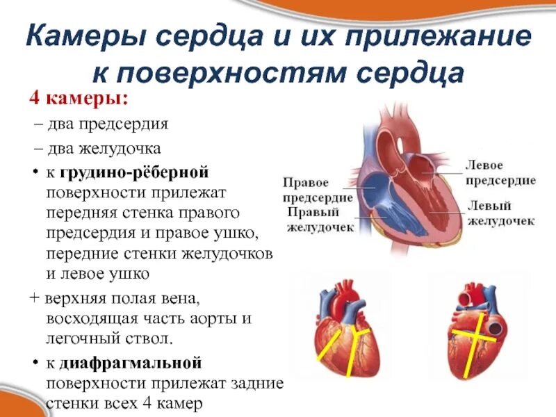 Рельеф внутренних поверхностей камер сердца. Поверхности сердца. Строение камер сердца. Стенки правого предсердия. Левое предсердие увеличено