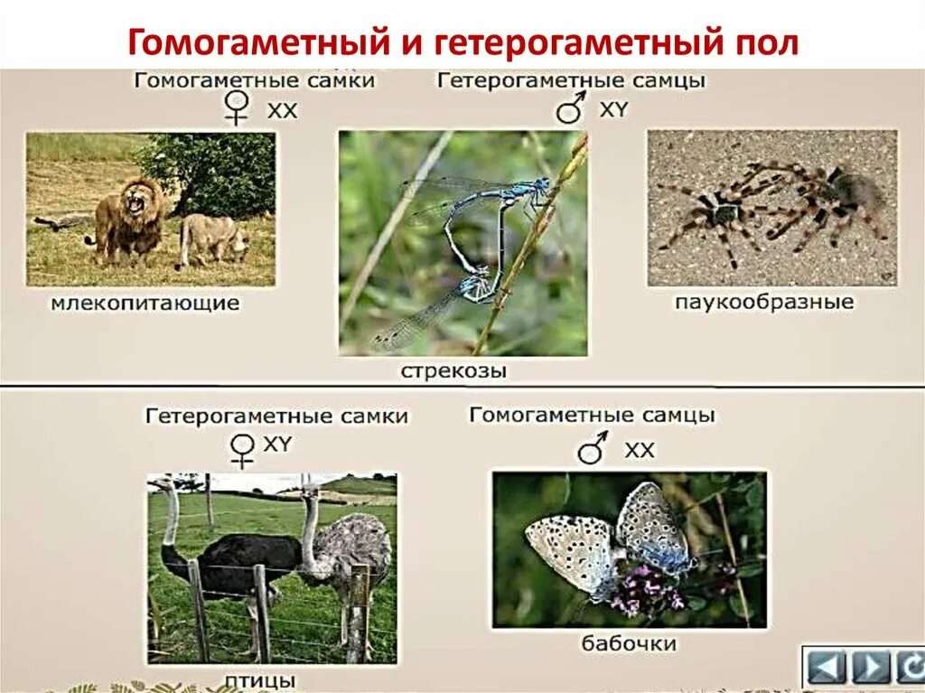 Гетерогаметные особи. Гетерогаметный пол женский пример. Гетерогаметный мужской пол. Гетерогаметный пол мужской пример. Гетерогаметный мужской пол характерен для.