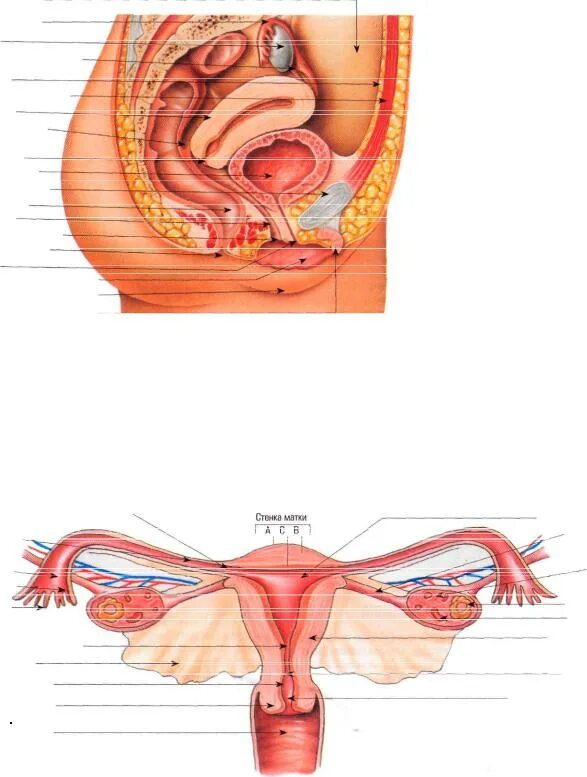 Женская половая система анатомия. Анатомия ЖПО. Женская репродуктивная система анатомия половых органов. Анатомия человека внутренние половые органы женщины. Женская внутренняя половая система
