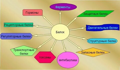 Биологические функции белков жиров