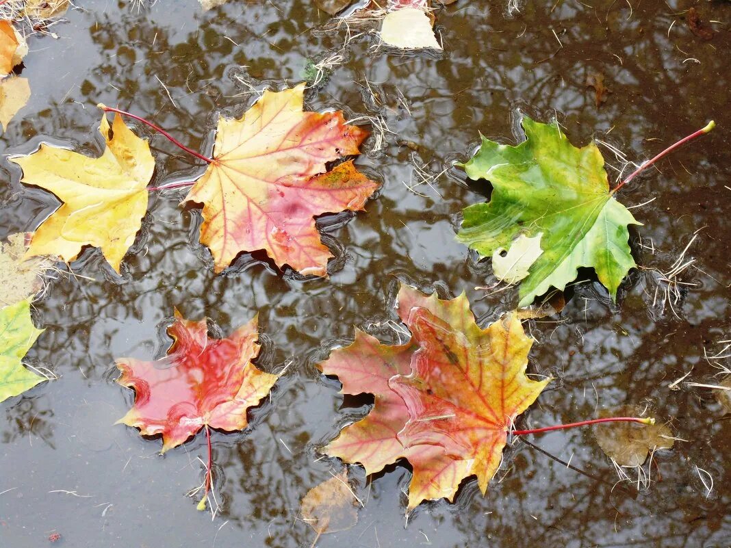 Осень листья давно облетели. Осенние лужи. Осенние листья в луже. Лужи осенью. Осень лужи.
