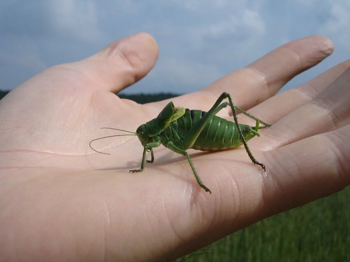 Decticus verrucivorus. Кузнечик Уэта. Кузнечик Саранча сверчок богомол. Кузнечик бородавочник.