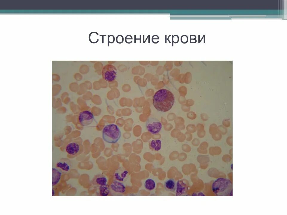 Лимфа соединительная ткань. Ткани внутренней среды кровь и лимфа. кровь и лимфа под микроскопом.