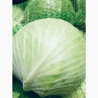 Капуста поздняя лучшие сорта для хранения