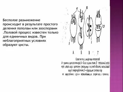 Бесполое размножение происходит с помощью или органов