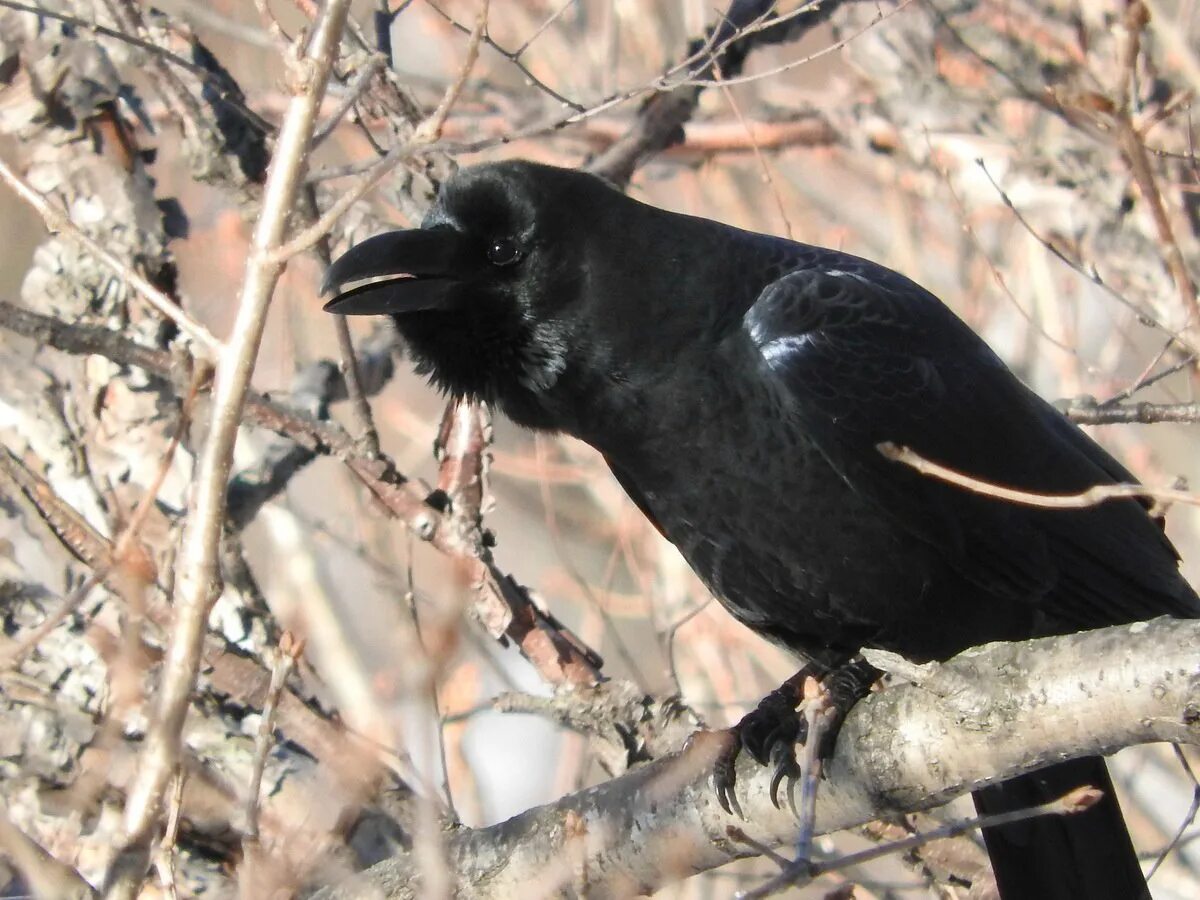 Как живут вороны. Большеклю́вая воро́на Corvus macrorhynchos. Большеклювая чёрная ворона. Ворона Приморский край. Японская большеклювая ворона.