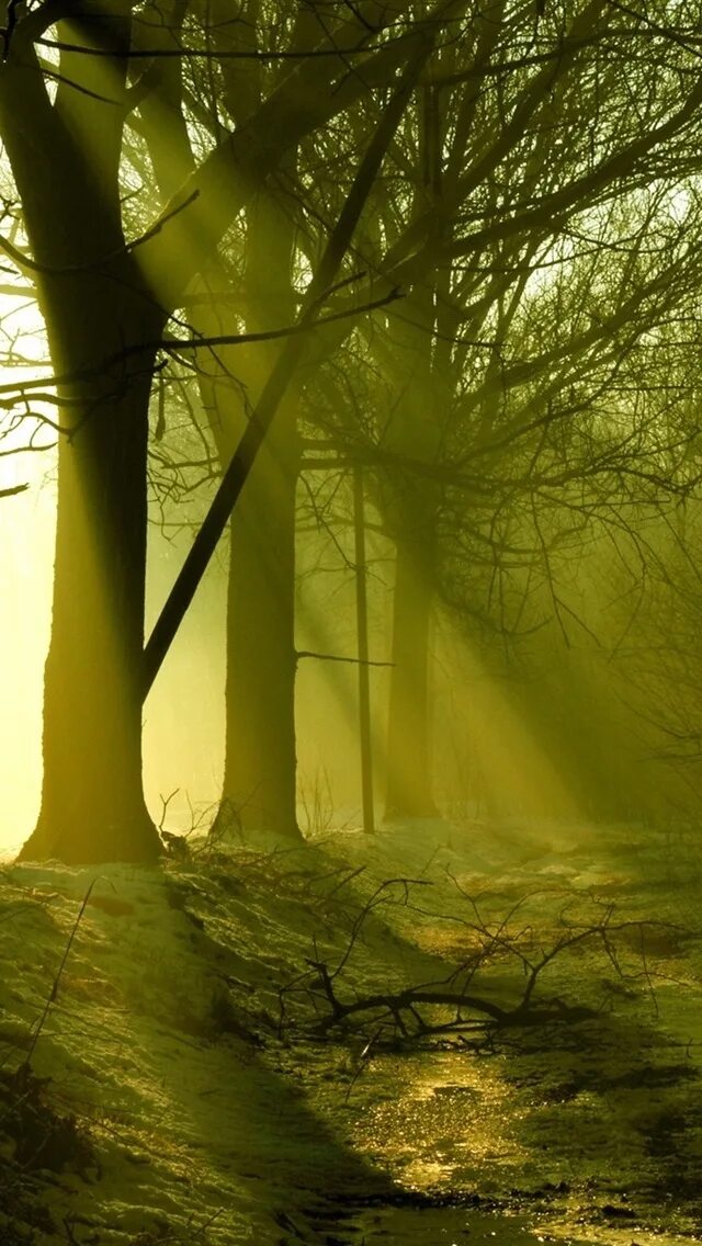 Лучи солнца сквозь листву. Se forest. Сосновый лес солнце. Лес. Зе форест версия 2020.