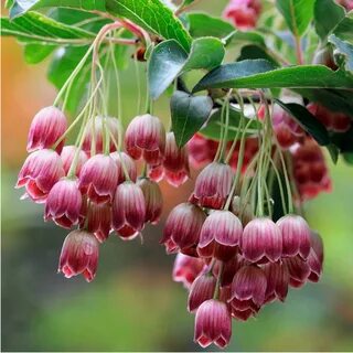 Red bells