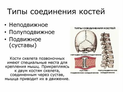 Кости таза соединены между собой подвижно