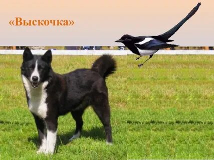 Богач выскочка 7