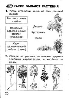 Рабочие листы по окр миру 3 класс