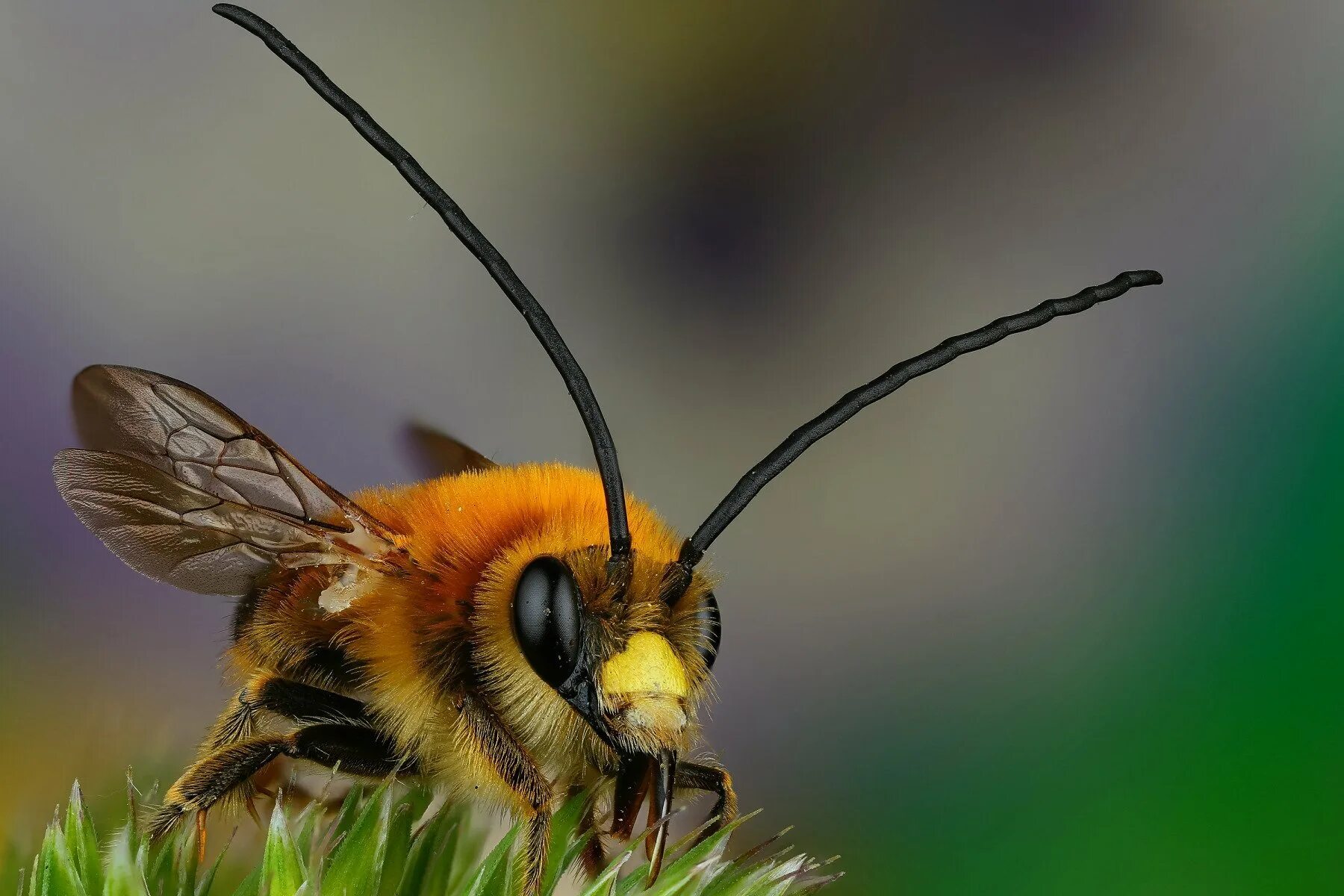 Насекомые похожие на пчел. Хоботок шмеля. Шмель Бражник. Шмель Земляной Bombus terrestris. Жвалы Шмель пчела.