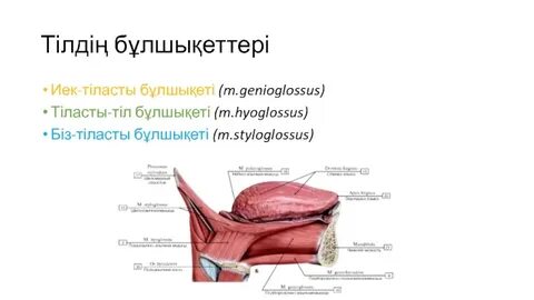 Қара дирижермен порно