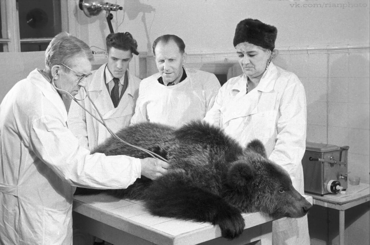 ветеринарка старое