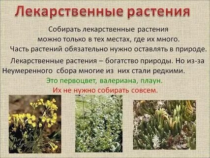 Понятие растение является