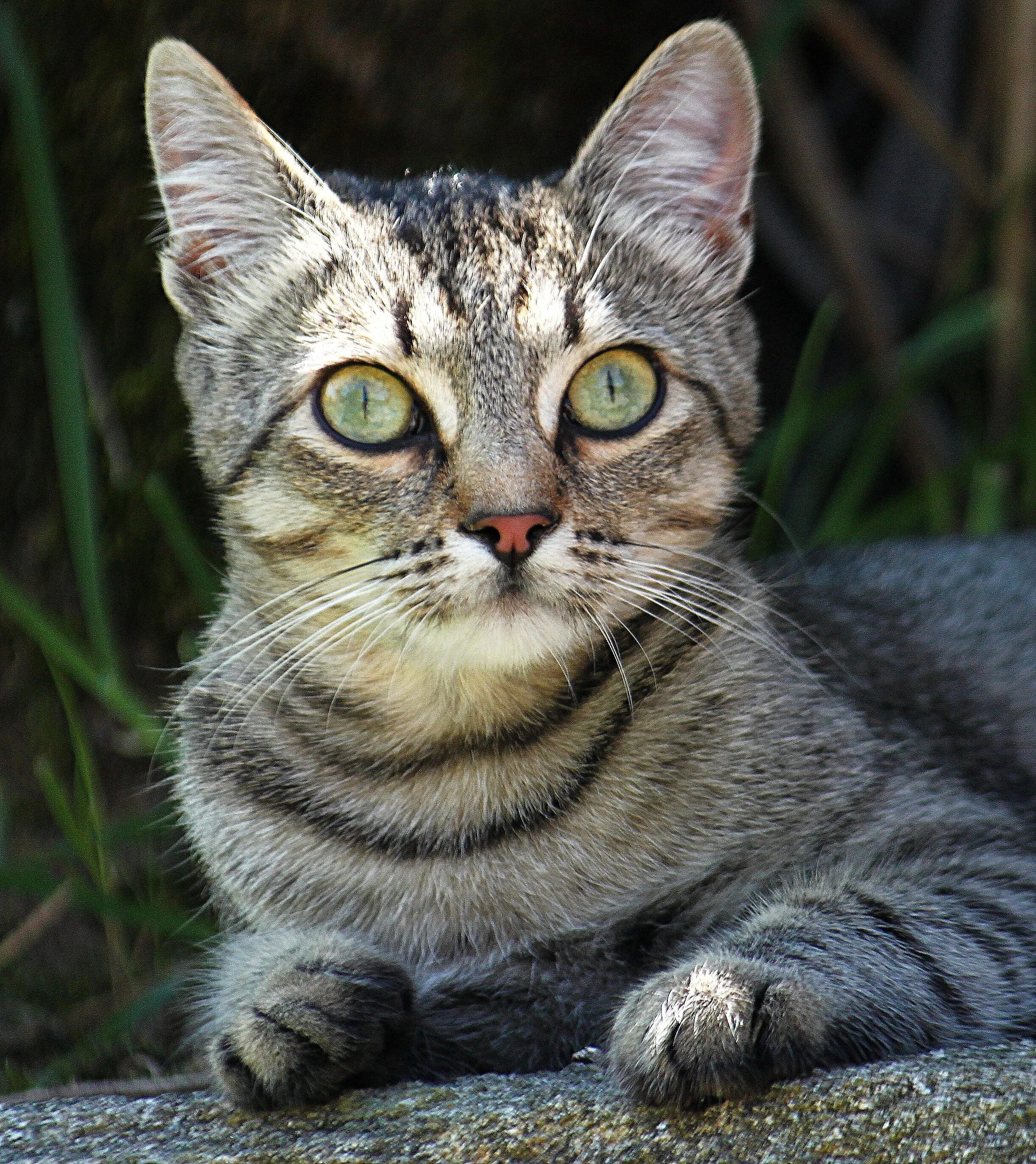 Порода кошек д. Европейская короткошерстная табби. Европейская короткошерстная (Кельтская). Кельтская кошка европейская короткошерстная. Европейская Лесная короткошерстная кошка.