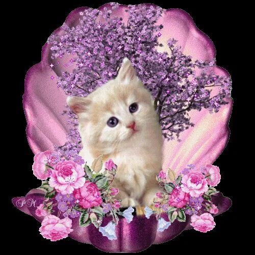 Красивые мерцающие картинки животных GIFS HERMOSOS: lindas flores encontradas en la web Katzen, Süße katzen, Katzen k