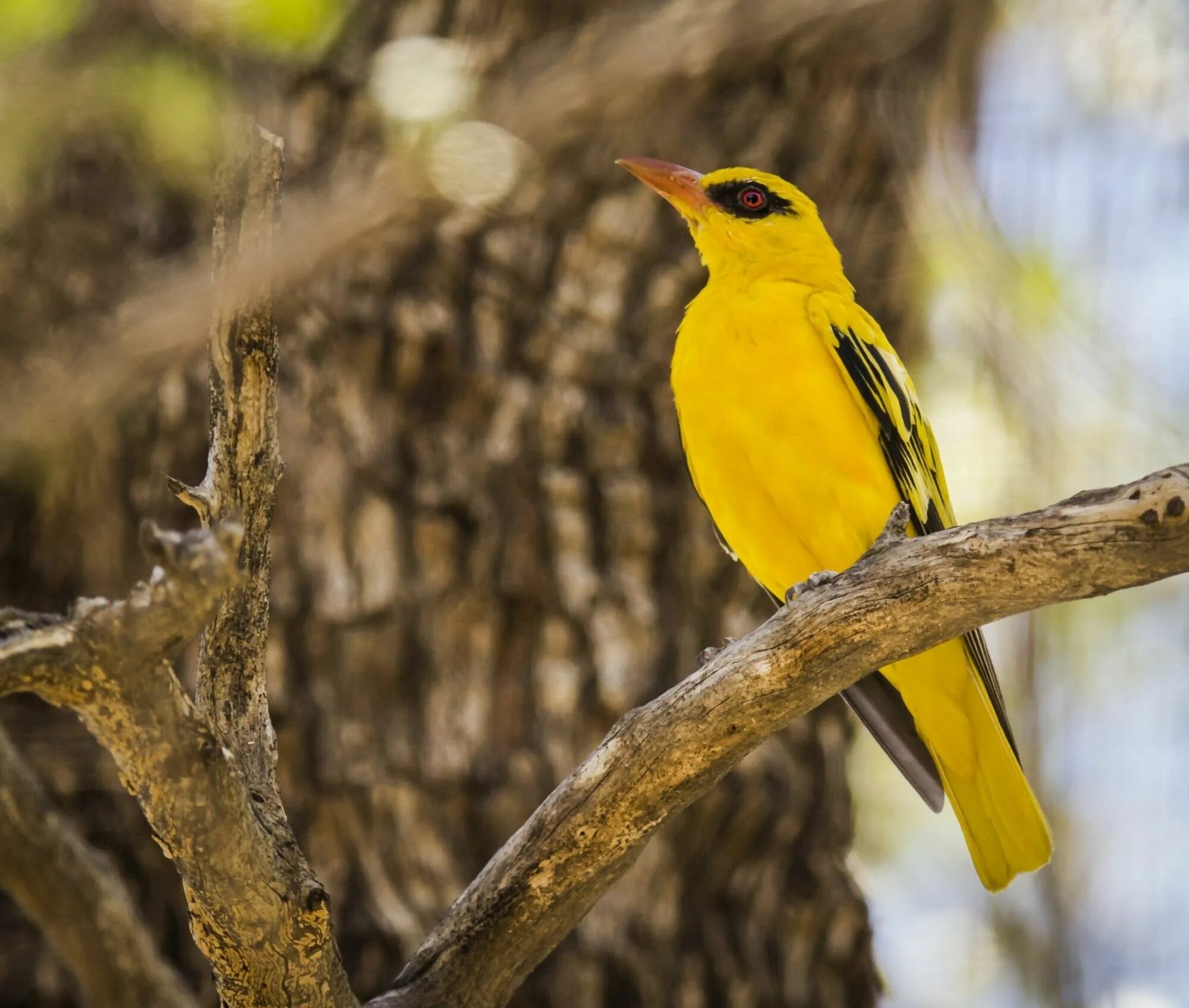 Африканская желтая иволга. Иволга птица фото. Обыкновенная иволга. Яркая иволга. Лимонная иволга.