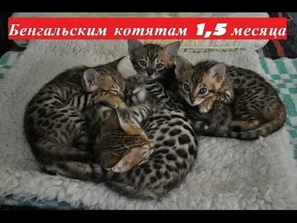 Бенгальская котенок 1 месяц