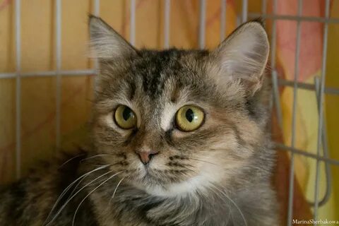 Коты из приюта в москве
