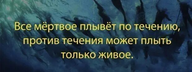 Мертвые осы мертвая текст. Мертвая рыба плывет по течению. Живая рыба плывет против течения дохлая по течению. Плыть против течения. Все Мертвое плывет по течению.