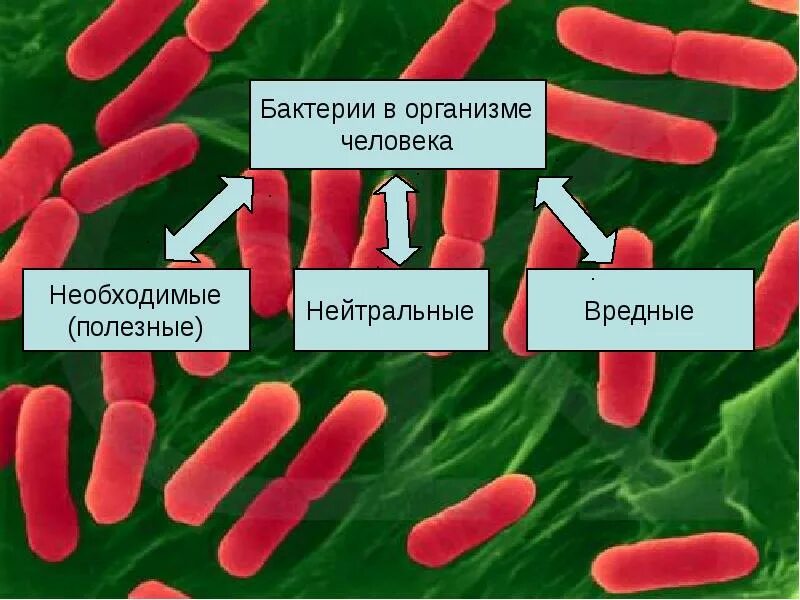Бактерии в организме человека. Полезные микробы в организме человека. Полезные бактерии названия. Вредные бактерии. Бактерии человека название