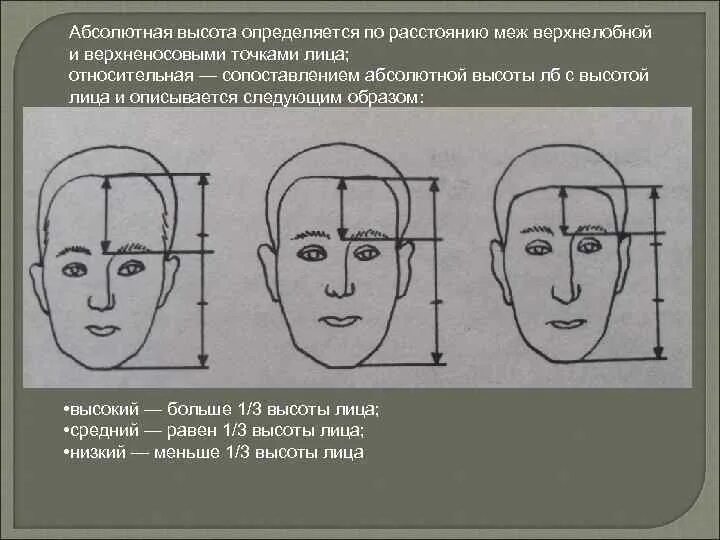 Длина лба. Высота и ширина лица. Средняя высота лица. Морфологическая высота лица. Размер лба.