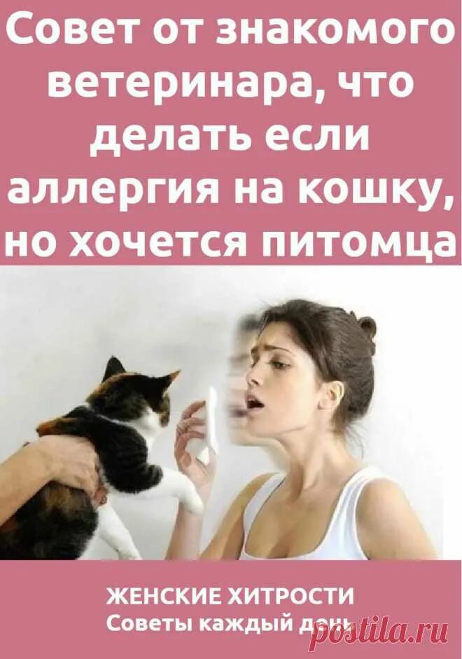 Аллергия на кошек что делать. Советы ветеринара. что делать если аллергия на кошек.