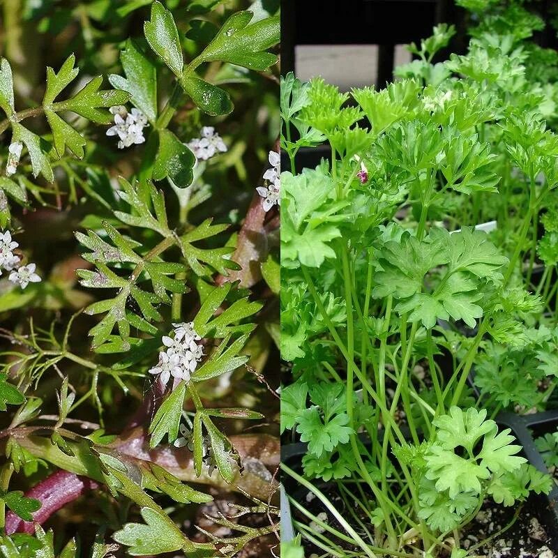 Петрушка другое название. Петрушка растение. petroselinum crispum. травянистые растения петрушка. петрушка душистая.