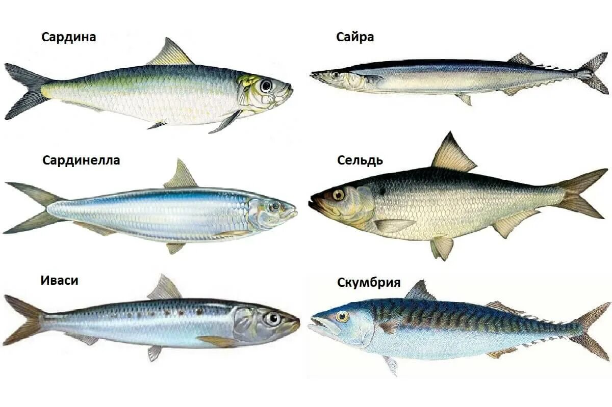 Рыба различие. Сардина и сардинелла. Рыба сардина Иваси. Сельдеобразные сардина. Сельдь Иваси рыба.