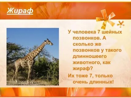 Жираф сколько звуков