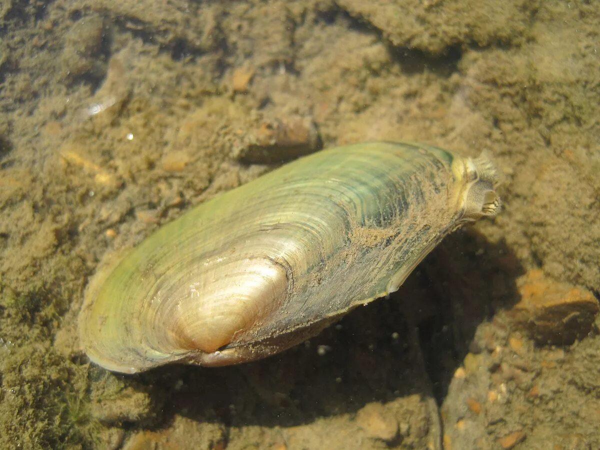 Какие моллюски пресноводные. Европейская Жемчужница. (Leptodea fragilis. Перловица (Unionidae). Мидия обыкновенная.