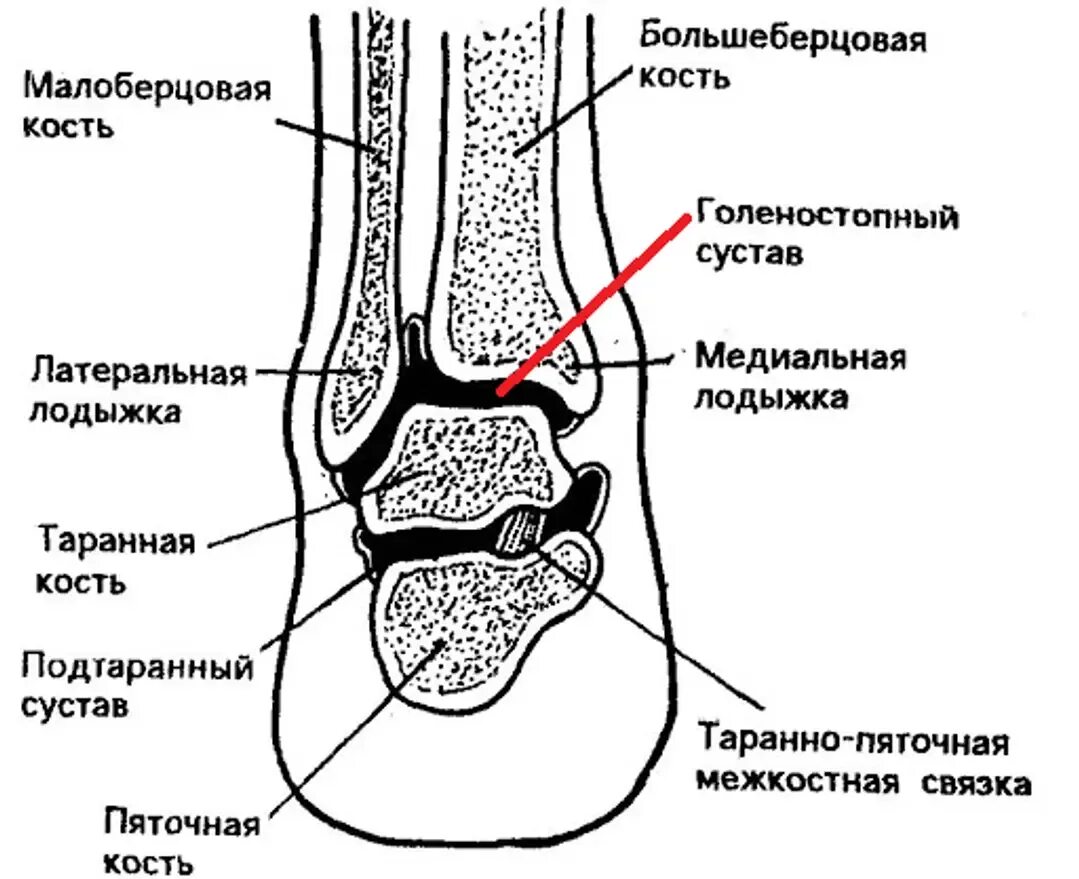 Латеральная кость лодыжки