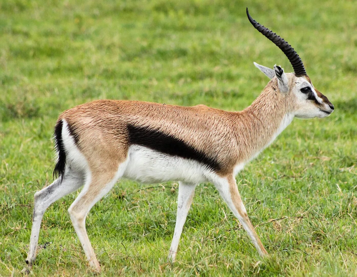 The Dorcas Gazelle Desert animals, Animal photography, Majestic animals