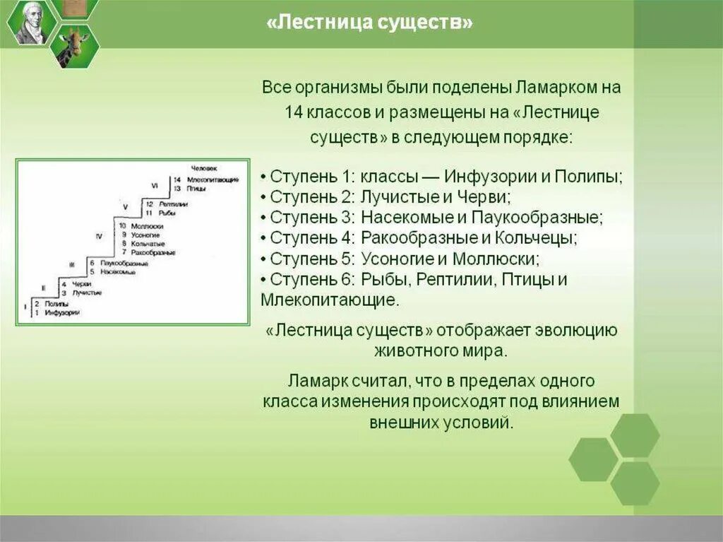 Сообщение по биологии 9 класс. Лестница существ ламарка. лестница существ биология. лестница существ лейбница. ступеньки в биологии.