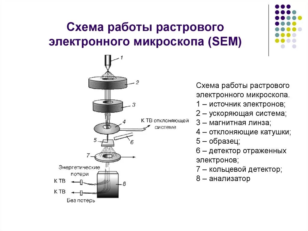 Состав цифрового микроскопа. Просвечивающий растровый электронный микроскоп схема. Оптическая схема электронного микроскопа. Схема работы просвечивающего электронного микроскопа. Схема работы электронного микроскопа.