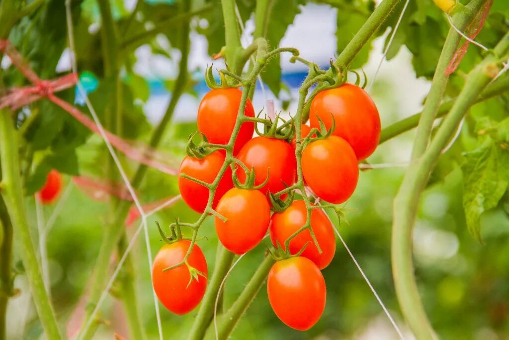 томаты черри настя сластена. томат настя-сластёна f1. седек томат настя-сластёна f1. томаты черри настя сластена. томаты сластена отзывы фото.