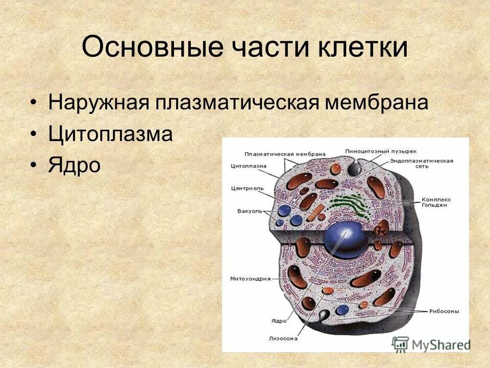 Клетка строение эукариотической клетки. Основные части клетки эукариот. Строение мембраны эукариотической клетки схема. Строение клеток эукариот животная клетка.