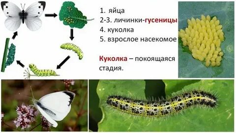 Капустная белянка неполное превращение