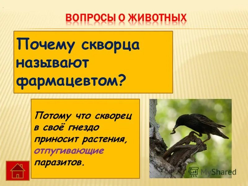 Скворец описание. Капский скворец. Почему скворец. Почему скворец. Желтогрудый скворец.