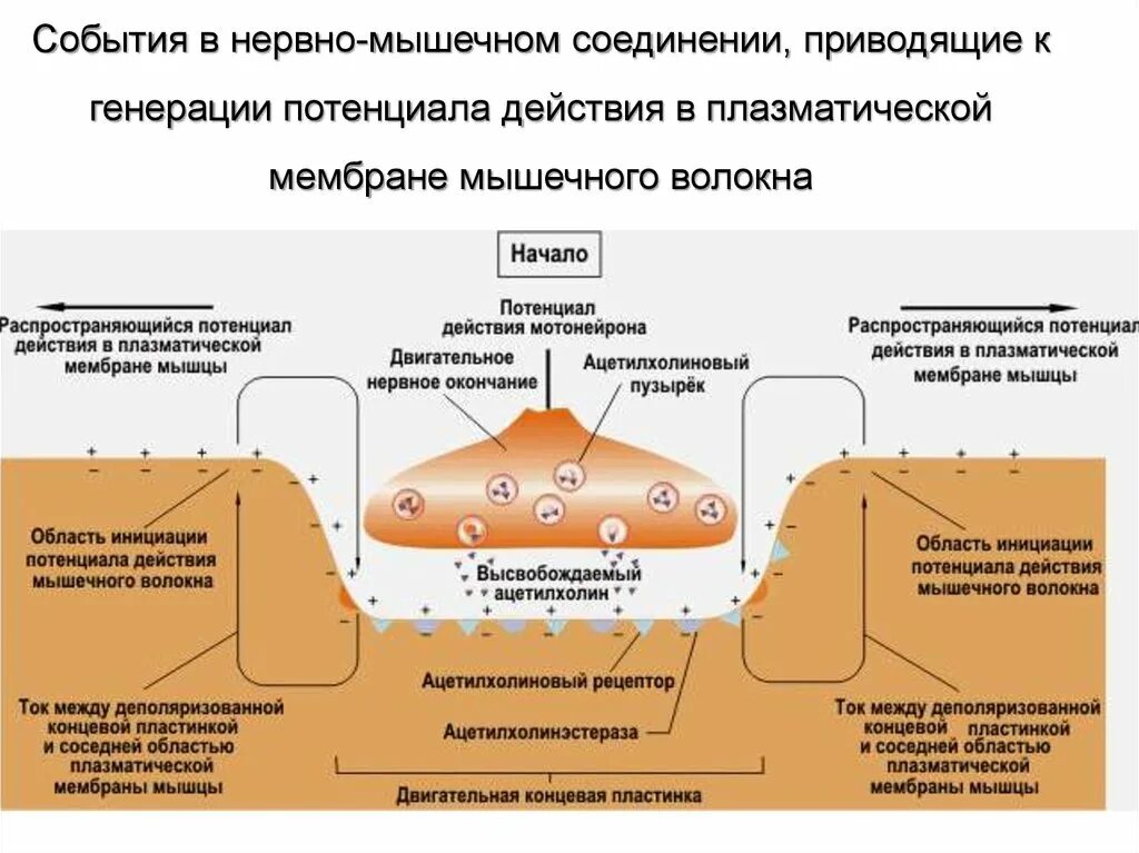 Потенциал действия скелетной мышцы. Особенность потенциала действия гладких мышц. Мембранный потенциал мышечной клетки. График потенциала действия нервного волокна. Мышечный потенциал действия.