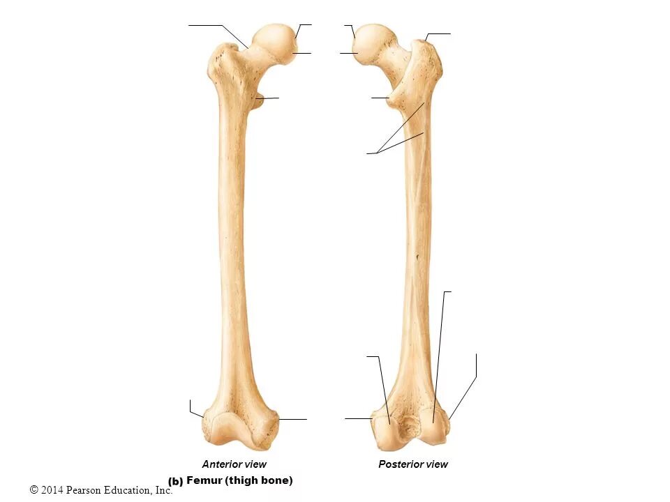 Анатомия бедренной кости синельников. Бедренная кость анатомия кости. Шероховатая линия бедренной кости. Строение бедренной кости анатомия. Плечевая кость анатомия синельников.