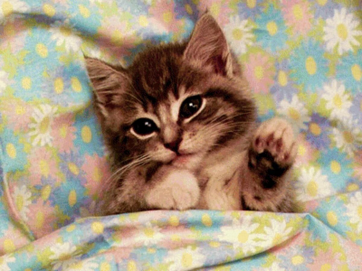 Котенок играет привет. Котенок. спокойной ночи!. доброе утро котенок. милые кисы. доброе утро котятки.