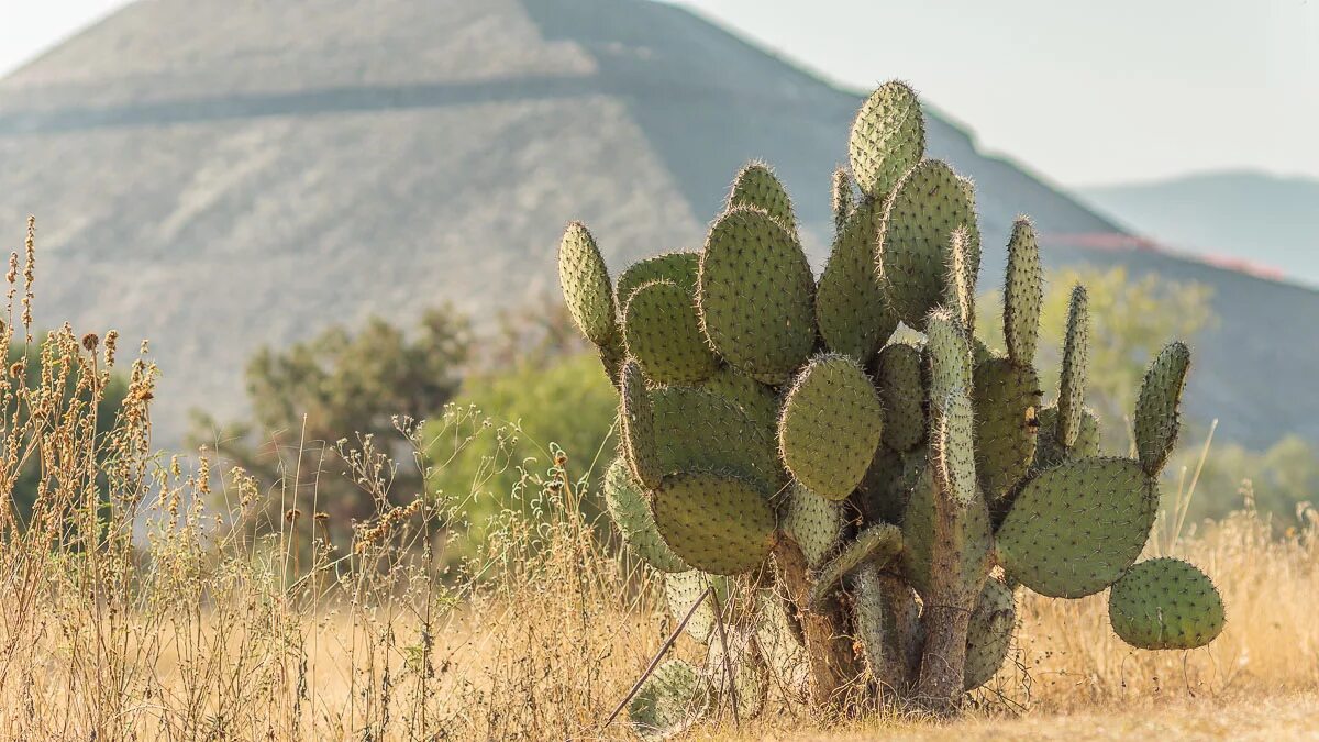 Mexican cactus. Опунция Кактус Мексика. Кактус Нопаль в Мексике. Мексика кактусы Сагуаро. Опунция древовидная.