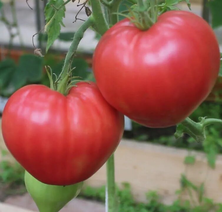 томат исполин 0,1г нк. семена розовый гигант. семена томат розовый гигант. томат розовый гигант 0,1г пророст. семена алтая томат золотце.