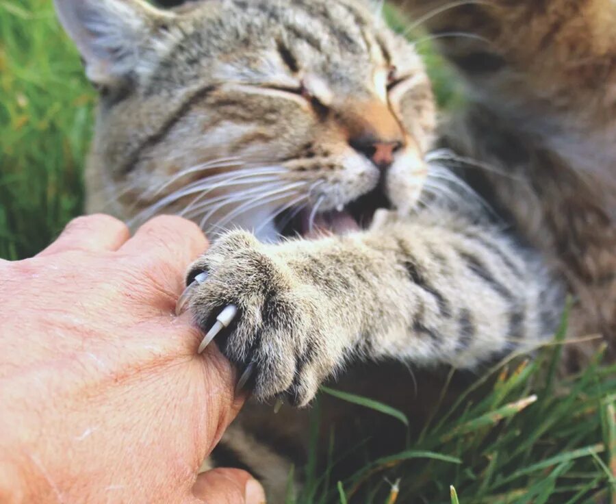 Кошка царапает. Кошка напала во сне к чему снится