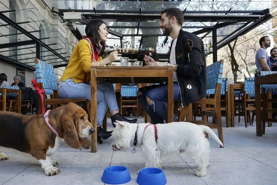 Pet friendly booking funny names different tactics. Дог френдли. dog friendly кафе. pet-friendly офис. пэт френдли.