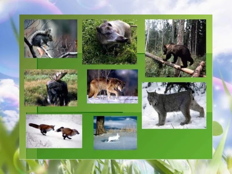 животные зоны лесов россии. проект о лесных опасностя. проект про лес и лесные животные. ядовитые животные и насекомые леса. опасные животные леса окружающий мир 2 класс.