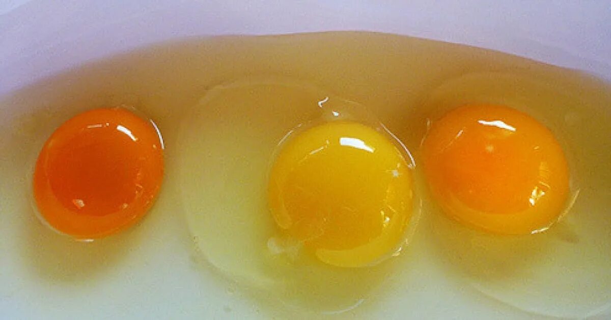 Зеленый желток. Цвет желтка. Яйцо с оранжевым желтком фирма. Цвет желтка яиц. Какого цвета должен быть желток.