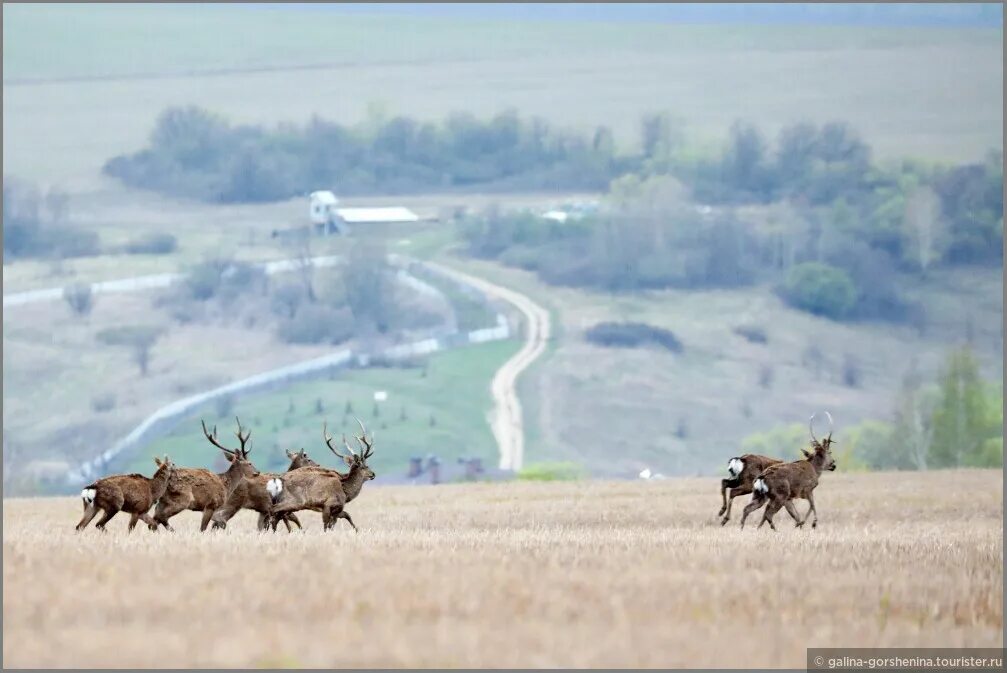 Олений парк липецкая область фото. Олений парк Липецкая область. Заповедник оленей Липецкая область. Природный парк Олений Липецк. Оленья ферма Липецкая область.